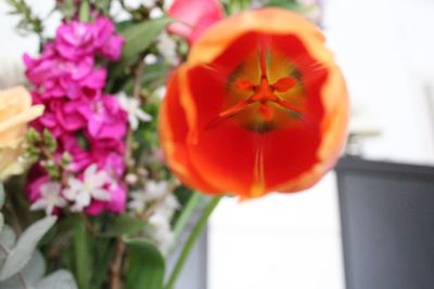 Close-up of red flower