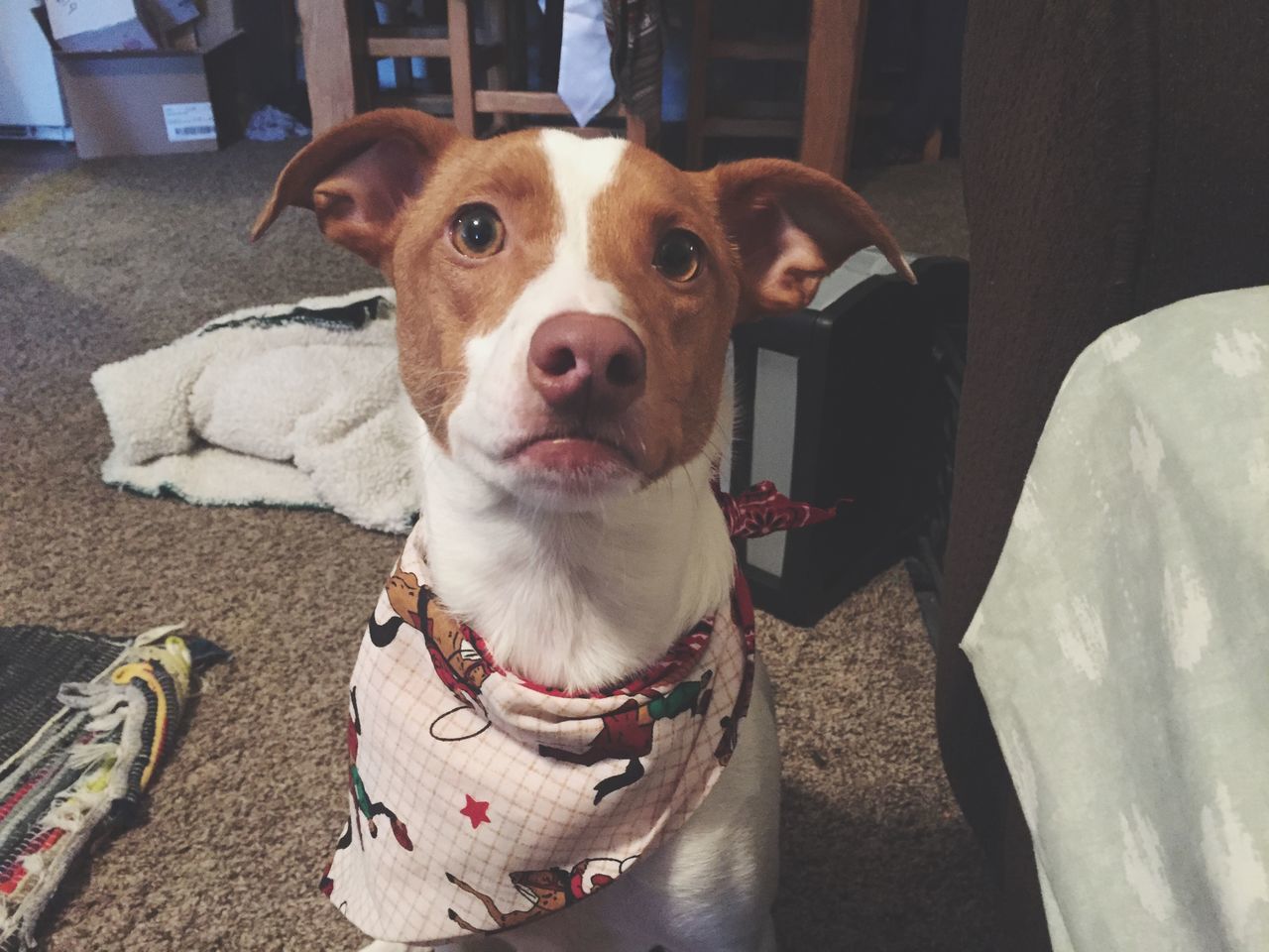 dog, domestic animals, pets, animal themes, one animal, mammal, looking at camera, portrait, home interior, indoors, sitting, no people, day, close-up