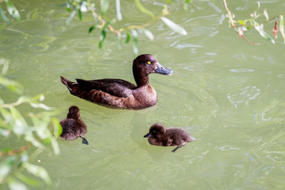 High angle view of duck swimming in lake