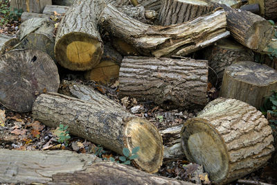 Stack of logs