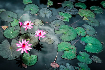 Water lily flowers in a pond