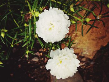 Close-up of white flowering plant on field