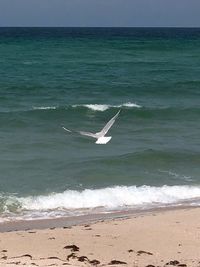 Seagull flying over beach