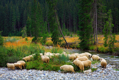 Flock of sheep by stream in forest