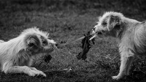 Side view of dog on field