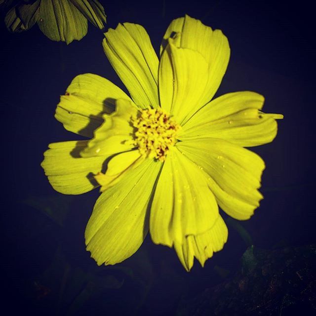 flower, petal, yellow, freshness, flower head, fragility, beauty in nature, close-up, growth, single flower, pollen, nature, blooming, black background, plant, in bloom, studio shot, blossom, focus on foreground, stamen