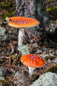 Close-up of mushroom growing in forest