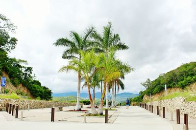 Palm trees on beach against sky