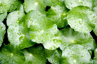 Full frame shot of wet leaves during rainy season