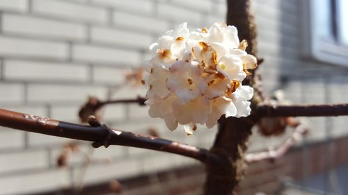 Close-up of white cherry blossom tree