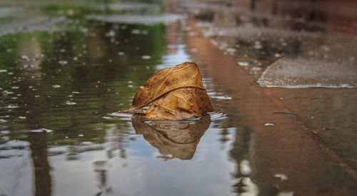 Close-up of autumn leaf in puddle