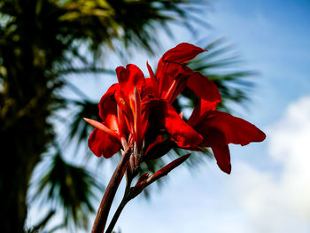 Low angle view of red flowering plant against sky