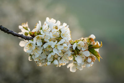 Apple tree flowers plant close-up