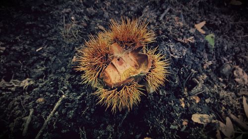 High angle view of spiked flower