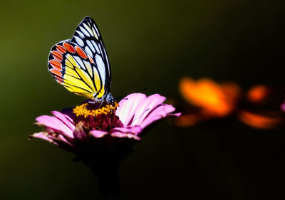 Close-up of butterfly on purple flower