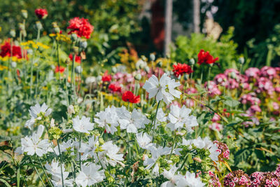 Close-up of flowering plants on field