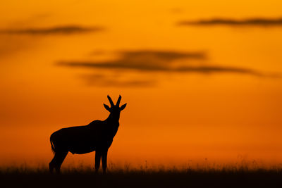 Portrait of deer on field against sky during sunset