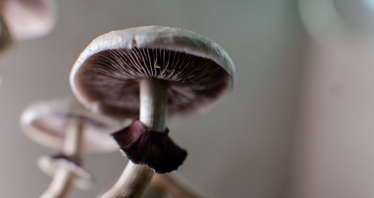 CLOSE-UP OF MUSHROOM GROWING IN PLANT