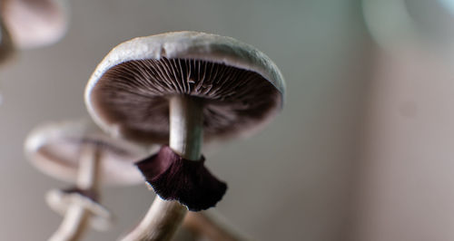 Close-up of mushroom growing outdoors