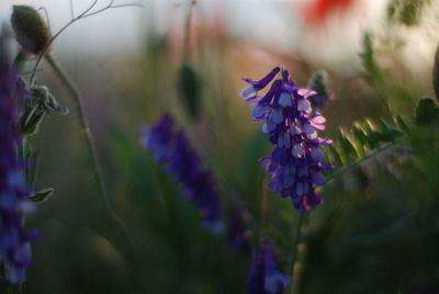 Close-up of purple flowering plant