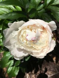 Close-up of white rose blooming outdoors