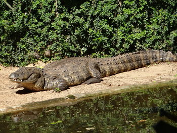 Lizard in the zoo