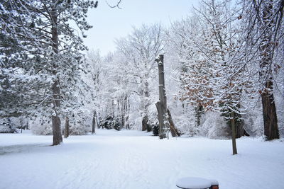 Trees on snow covered landscape