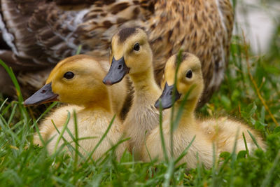 Mallard duck with ducklings on field