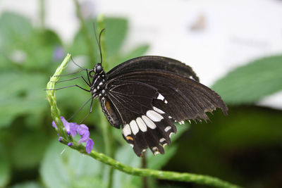 Close-up of butterfly on purple flower