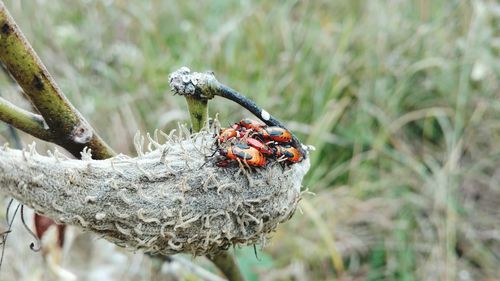 Close-up of insect