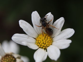 Close-up of butterfly pollinating on flower