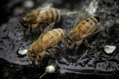 Close-up of bee