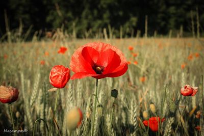 Close-up of red poppy blooming in field