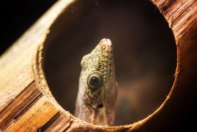 Close-up of lizard by wood