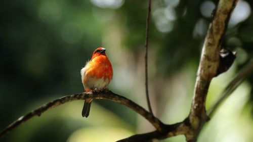 Close-up of bird perching on branch