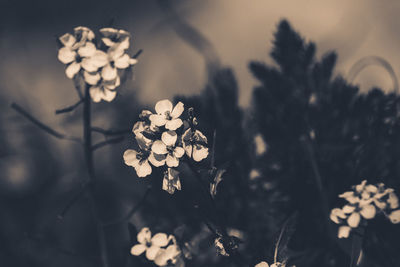 Close-up of white flowering plant