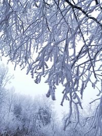 Frozen bare tree against sky