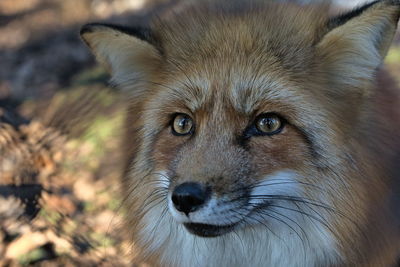Close-up portrait of fox 