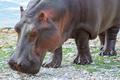 Close-up of hippopotamus