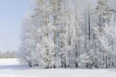 Amazing colors of the snowy forest in winter. snow covers a thin layer of tree branches.