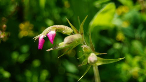 Close-up of pink flower