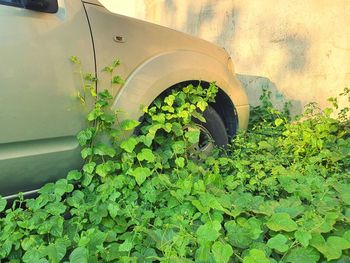 Plants growing in abandoned car