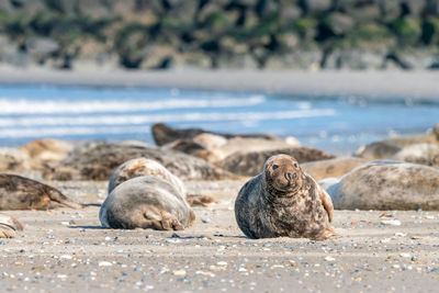 Close-up of seal at beach