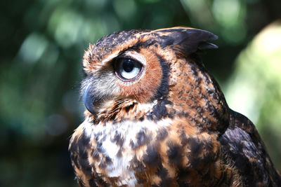 Close-up of owl