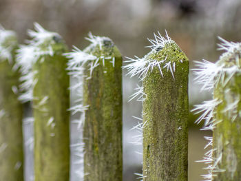 Close-up of plants growing on field