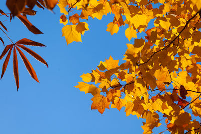 Low angle view of maple leaves against sky autum