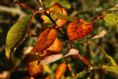 Close-up of orange leaves on plant