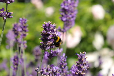 Close-up of bee pollinating on purple flowering plant