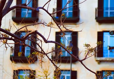 Low angle view of tree against building