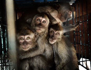Portrait of caged monkeys